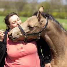 Welsh Partbred (Sec F) Aastrupgaards Leonora 