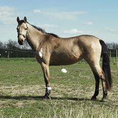Welsh Partbred (Sec F) Aastrupgaards Leonora 