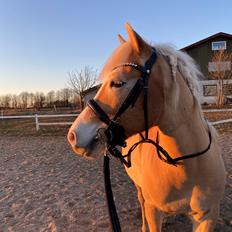 Haflinger Buffon Ørnhøj af Åtte Bjerge