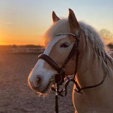 Haflinger Buffon Ørnhøj af Åtte Bjerge