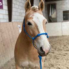 Haflinger Buffon Ørnhøj af Åtte Bjerge