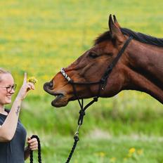 Dansk Varmblod Quite alone