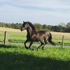 Knabstrupper *Holbæks Shiloh* Solgt *