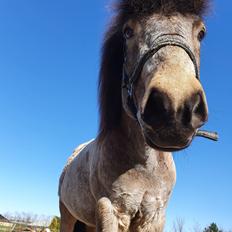 Islænder Baron fra Pingeyrum