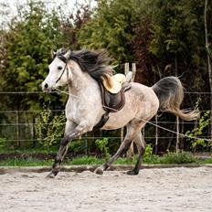 Arabisk fuldblod (OX) Fa Felix OX