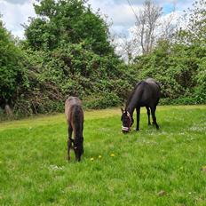 Arabisk fuldblod (OX) Nija El Bak