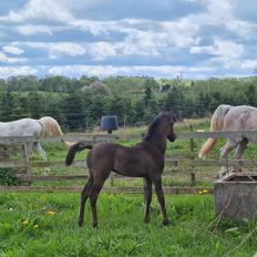 Arabisk fuldblod (OX) Nija El Bak