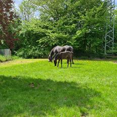 Arabisk fuldblod (OX) Nija El Bak