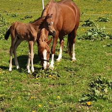 Anden særlig race Harbogaards Skumfidus