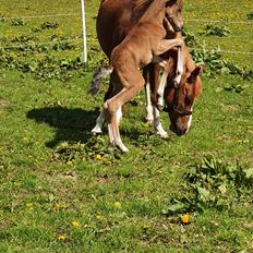 Anden særlig race Harbogaards Skumfidus