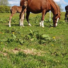Anden særlig race Harbogaards Skumfidus