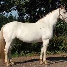 Knabstrupper Sanders Belinda