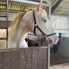 Knabstrupper Sanders Belinda