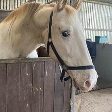 Knabstrupper Sanders Belinda