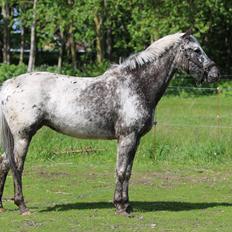 Knabstrupper - Bøgesvanggaards Allison *solgt*