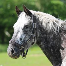 Knabstrupper - Bøgesvanggaards Allison *solgt*