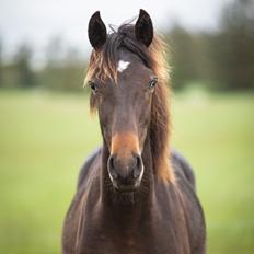 Knabstrupper Ingemanns Tahiti