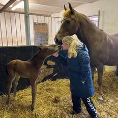 Dansk Varmblod CK' Kimberly Star