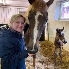 Dansk Varmblod CK' Kimberly Star