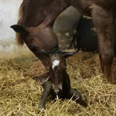 Dansk Varmblod CK' Kimberly Star