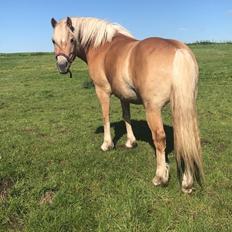 Haflinger Tøttrupgårds Baica