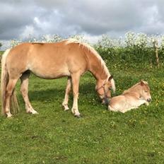 Haflinger Tøttrupgårds Baica