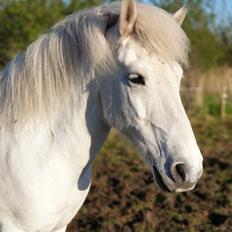 Islænder Stikla fra Midtgård