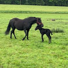 Dartmoor Fibiger's Stonehenge (solgt)