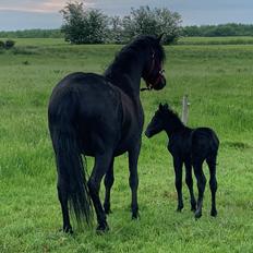 Dartmoor Fibiger's Stonehenge (solgt)