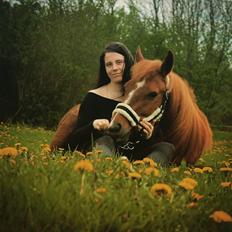 New Forest Grønvangs Surprise |Solleh| [R.I.P]