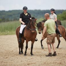 Islænder Sigurdur fra Lindegården SOLGT