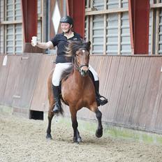 Islænder Sigurdur fra Lindegården SOLGT