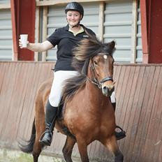 Islænder Sigurdur fra Lindegården SOLGT