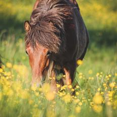 Islænder Viggó fra Bredgaard