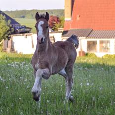 Welsh Pony af Cob-type (sec C) Noerrelide's Constellation 