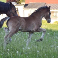 Welsh Pony af Cob-type (sec C) Noerrelide's Constellation 