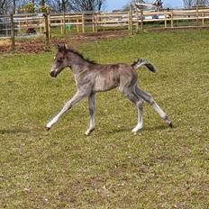 Welsh Partbred (Sec F) Struntze's Maybe Perfect 