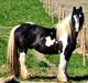 Irish Cob Trampus 