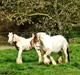 Irish Cob CLARA'S LADY