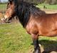 Irish Cob Lærkegaardens Ronan O'Riagain "solgt"