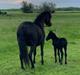 Dartmoor Fibiger's Stonehenge (solgt)