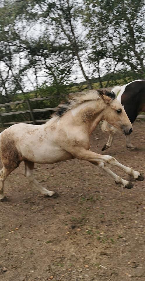Anden særlig race Scammell's Amazing Spirit  billede 8