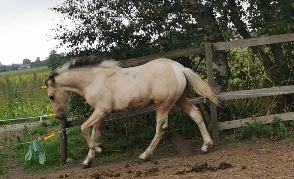 Anden særlig race Scammell's Amazing Spirit  billede 9