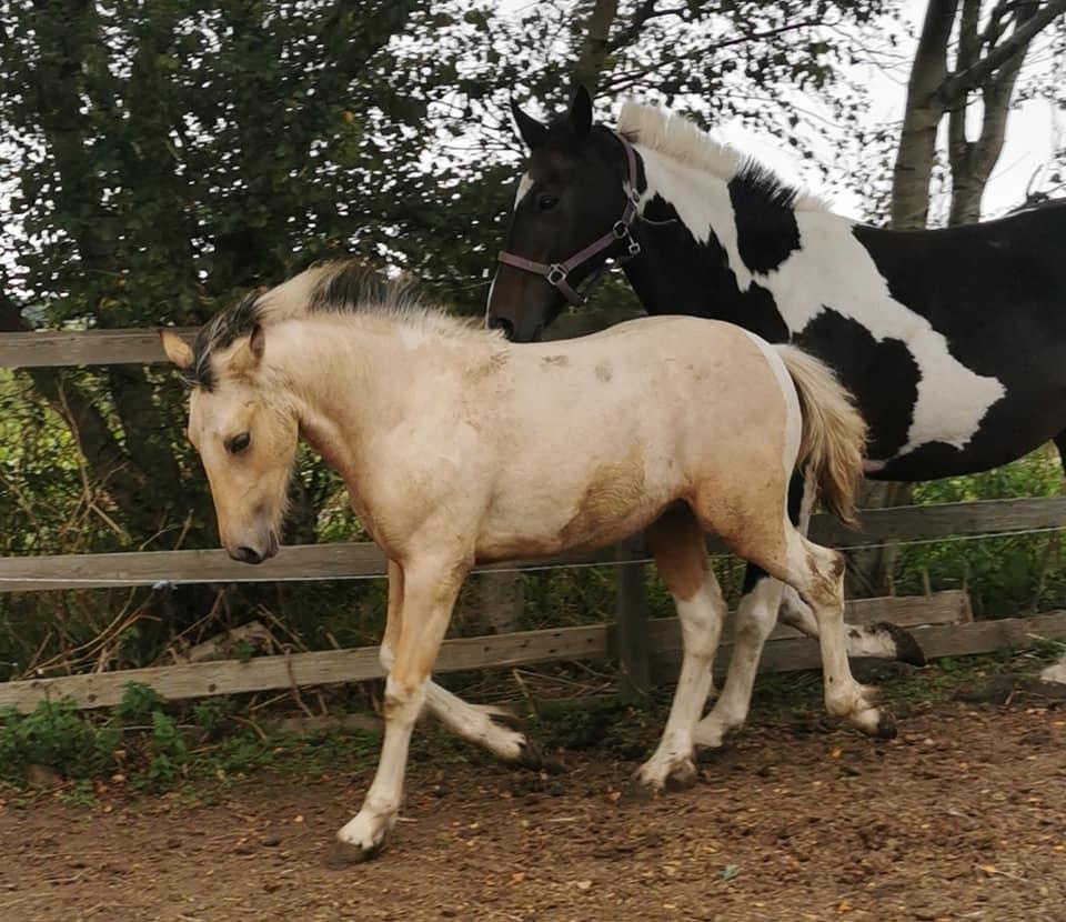 Anden særlig race Scammell's Amazing Spirit  billede 7