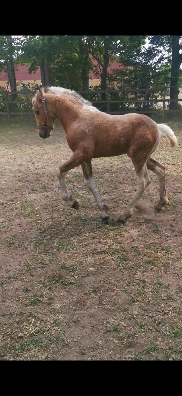 Anden særlig race Scammell's Amazing Spirit  billede 11