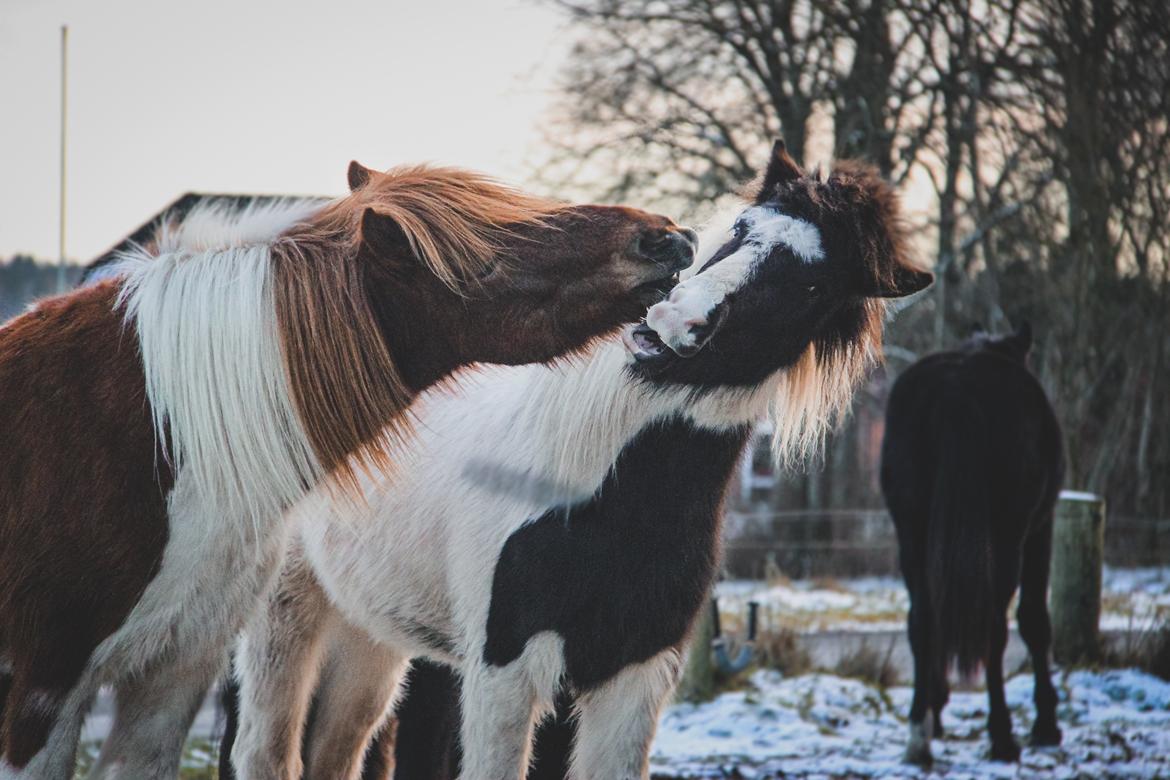 Islænder Aron fra Granhøjgaard billede 2