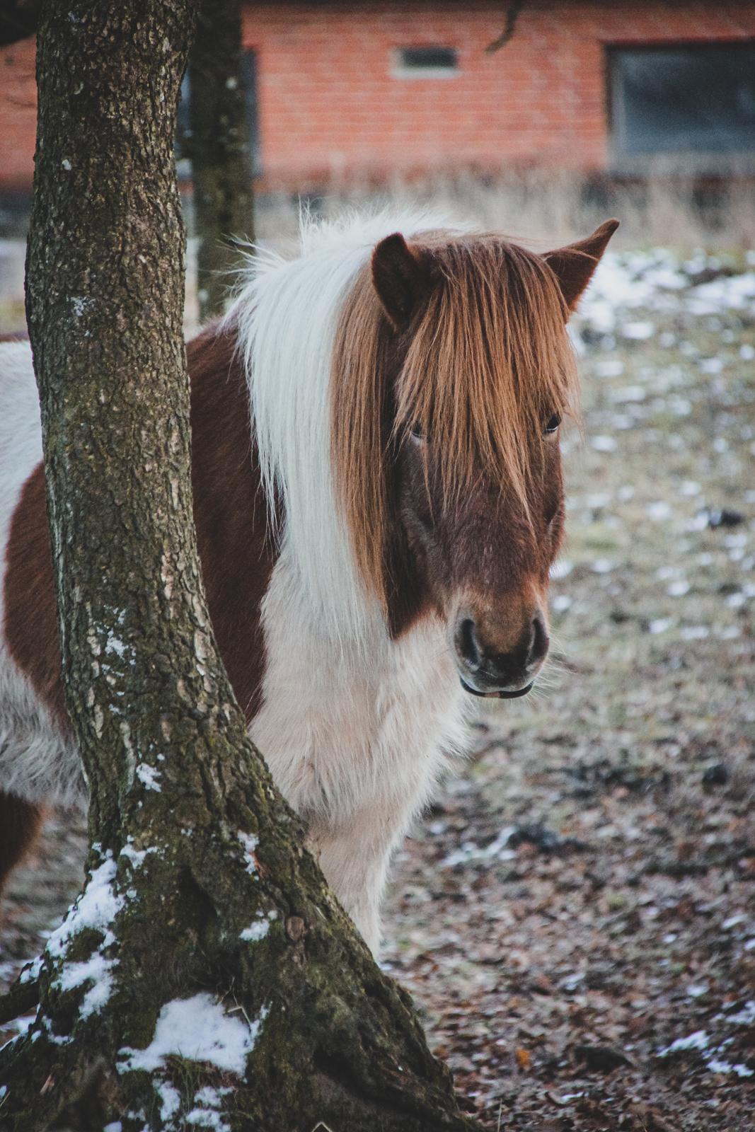 Islænder Aron fra Granhøjgaard billede 8