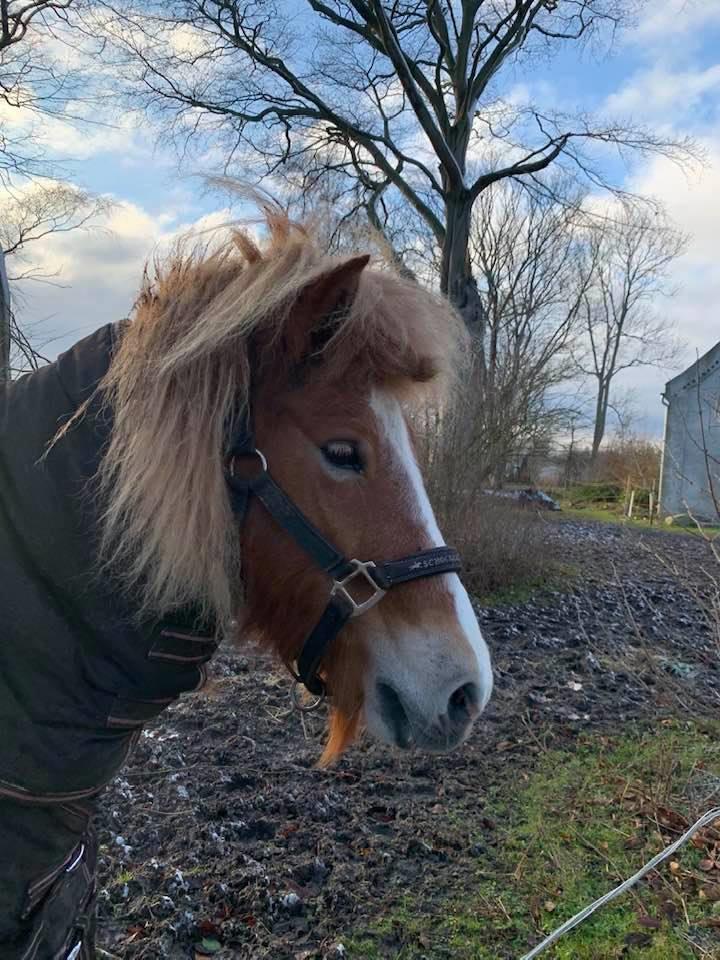 Islænder Rauðblesa fra grydegaard billede 4