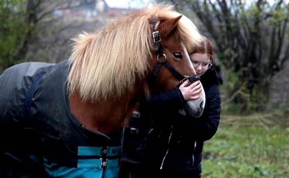 Islænder Rauðblesa fra grydegaard billede 5