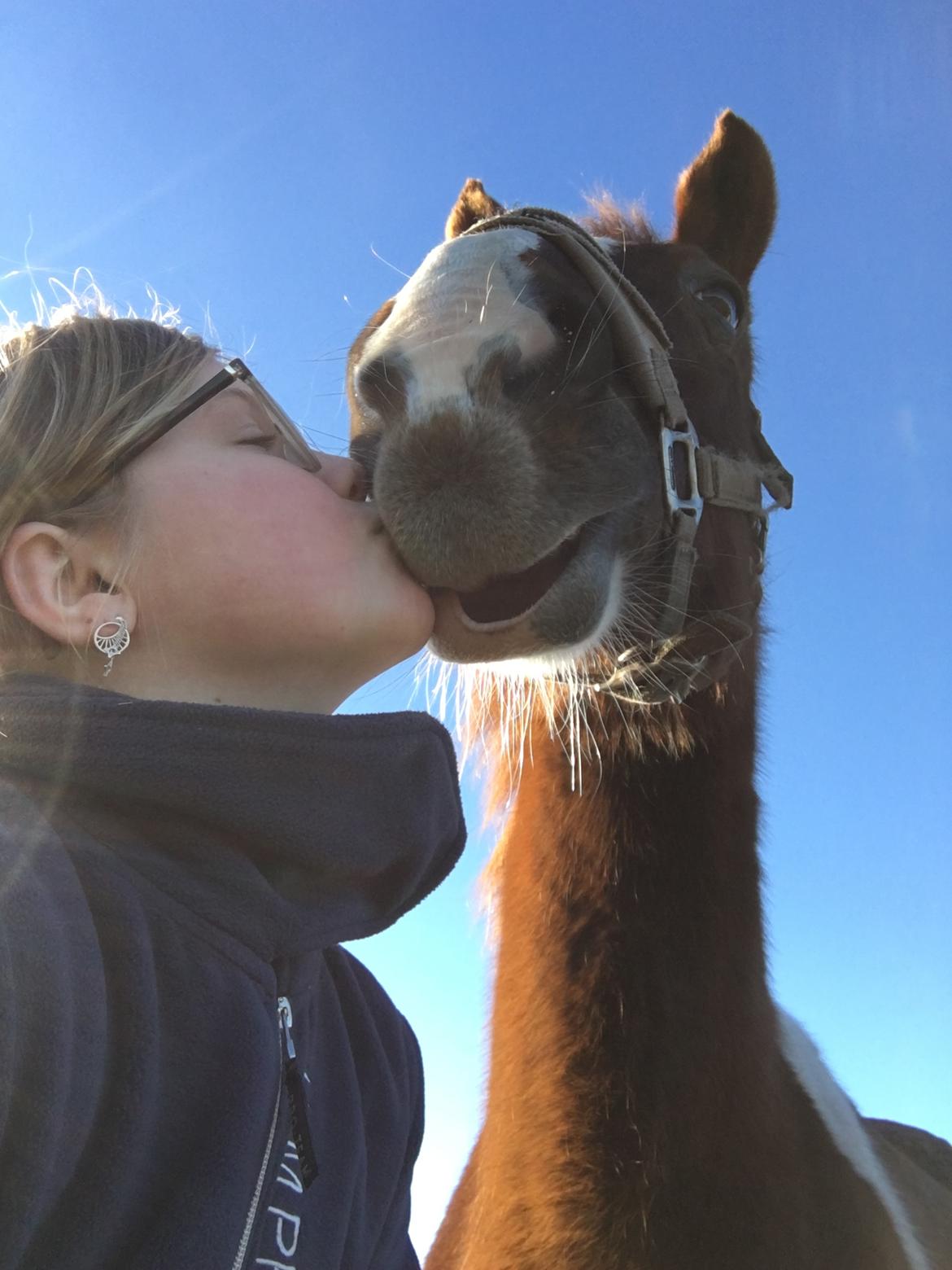Belgisk varmblod Camouflage (til daglig tale cammo) billede 1